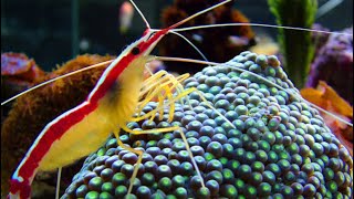 Facts The Pacific Cleaner Shrimp [upl. by Oirevlis]