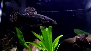 Gold Wolf Fish amp Black Wolf Fish feature Video [upl. by Milla]