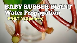 How to Propagate Baby Rubber Plant in Water Peperomia Obtusifolia PART 2 Shorts [upl. by Judas]