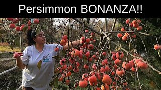 Persimmon BONANZA fruit from our family of Persimmon trees [upl. by Elleved]