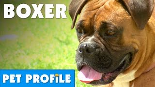 Boxer Pet Profile  Bondi Vet [upl. by Breech]