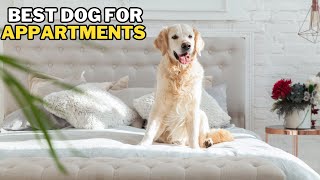 Top 10 Dogs Best for Apartment Living [upl. by Marjana]