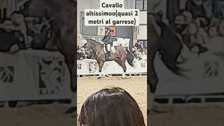 horse cavalli fieracavalliverona2024 cavallo altissimo quasi 2 metri al garrese [upl. by Teresita206]