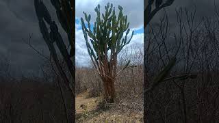 Caatinga da zona rural [upl. by Wilt]