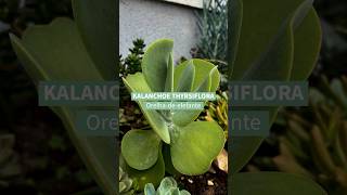 Kalanchoe thyrsiflora  Acesse o post completo wwwterrariosesuculentascombr [upl. by Aivatco]