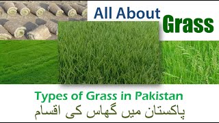 Types of Grass in Detail  Grasses in Pakistan  Types of Grass For Lawn  TV Intellect [upl. by Kalvin499]