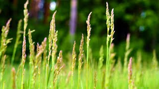 Sounds of the forest in spring to relax meditate sleep Herbs and flowers in a forest clearing [upl. by Nylrem]