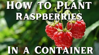 How to Plant RASPBERRIES in a CONTAINER [upl. by Nahta519]