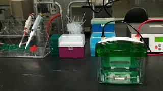 Introduction to Polyacrylamide gel electrophoresis PAGE for Oligonucleotides [upl. by Einahpad]