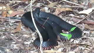 RED BELLIED BLACK SNAKE [upl. by Fridlund]