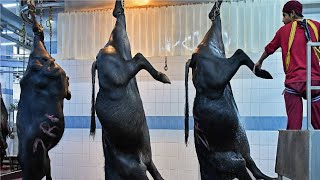 See How the Incredible Buffalo Factory Works  Modern Buffalo Meat Processing Process [upl. by Akerley]