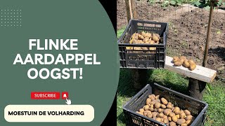 AARDAPPELEN OOGSTEN I Moestuin de Volharding [upl. by Maze]