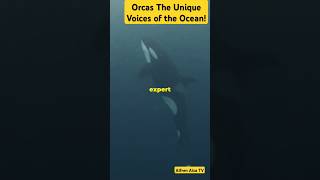 Orcas the Unique Voices of the Ocean [upl. by Oirevlis249]