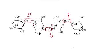 AS Biology  Celllulose structure OCR A Chapter 33 [upl. by Nageek]