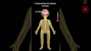 Aparatos y sistemas del cuerpo humano  Componentes del sistema nervioso  Cuerpo humano [upl. by Jasik]