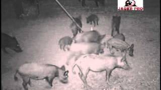 Hog Trapping  5 1616 Feral Hog Capture  JAGER PRO™ [upl. by Bainter]