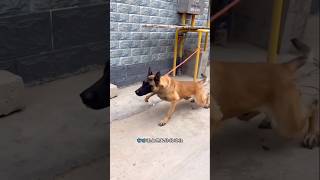 Dog is great shorts dog loyaldog honestdog deepmeaning pets [upl. by Acimahs142]