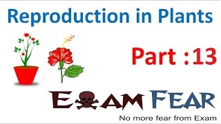 The flower  Morphology of flowering plants  Biology  Khan Academy [upl. by Nomyaw]