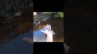 Pickerel fishing in a ditch fishing shorts creekfishing creek [upl. by Gael491]