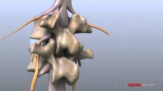 Lumbar Spine Anatomy [upl. by Najed]