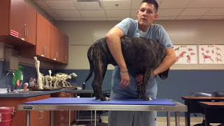 VTI  FW Lateral Recumbency amp Saphenous Venipuncture  Canine [upl. by Felicle794]