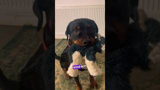 Easy Tutorial Teach ANY dog to put toys away Life hack dogtraining puppytraining [upl. by Earas]