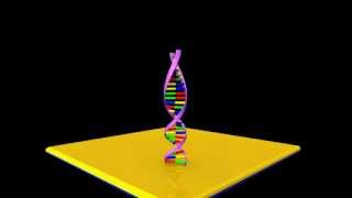 DNA Hybridization [upl. by Allina]