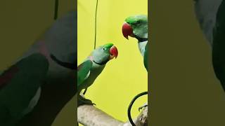 English Bolne Wala Parrot  talking parrot in hindi 🚀🚀 👑 birds speaking parrottalking shorts [upl. by Osy]