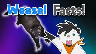 Weasel furry reacts to facts about actual weasels [upl. by Gyasi]