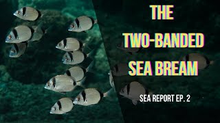 A day with the TWOBANDED SEA BREAM Diplodus vulgaris  Sea Report ep 2 [upl. by Ennovyhs]