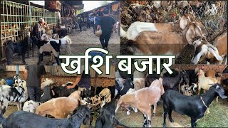 खशि बजार ॥ The Goat Market In Kathmandu sujarai [upl. by Electra688]