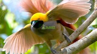 Suara Burung Surga Cenderawasih goldi Paradisaea decora MP3 [upl. by Darice]