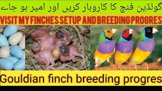 Gouldian finch breeding tips and visit my finches Aviary [upl. by Ariahs]