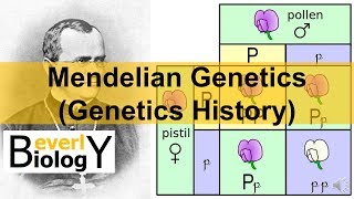 Mendelian Genetics Genetics History [upl. by Odnama]