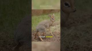 Dik Dik  Tiny Marvels of the Savanna [upl. by Attenev]