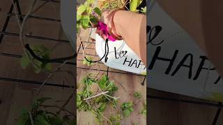 lantana plant care ☘️🪴gardenplants gardning🌳 youtubeshorts subscribe [upl. by Luz]