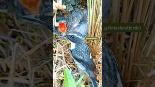 Rounding cut coconuts to Pigeon Owl Parrot amp Cuckoo Birds names magic video [upl. by Leilani848]