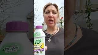 How To Create A Neem Oil Mixture to Kill Aphids and Scale gardening gardeningtips neemoil citrus [upl. by Feucht]