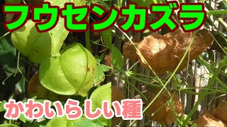 フウセンカズラ 可愛らしい種です Cardiospermum halicacabum balloon vine [upl. by Esserac840]