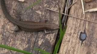 LEZARD ViviparePromenadeZootoca vivipara  BRUITX [upl. by Dachy846]