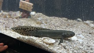 Australian Lungfish Eating Louisiana USA June 2023 [upl. by Halima655]