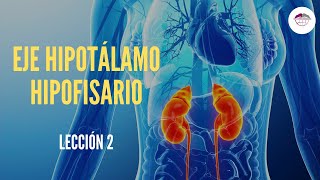 2 EJE HIPOTÁLAMO HIPOFISARIO FISIOLOGÍA DEL SISTEMA ENDOCRINO [upl. by Enilhtak65]