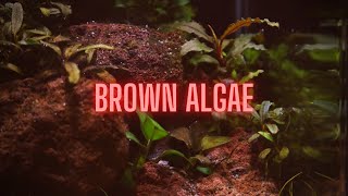 AQUARIUM ALGAE GUIDE Ep 2 Brown Algae  Diatoms [upl. by Divan]