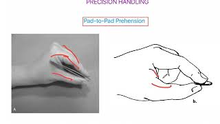 Pad to Pad Prehension WRIST AND HAND COMPLEX [upl. by Conner]