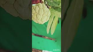 maa chettu Sitaphalam 🥰🥰shortvideositafalharvesthappy subscribefarmingorganicgardeningshorts [upl. by Sawyor]