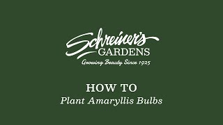 How To Plant Amaryllis Bulbs [upl. by Acira330]