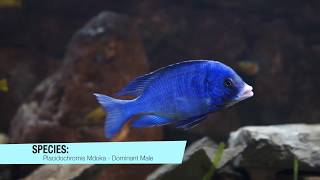 CichlidSpecies  Placidochromis Phenochilus Mdoka White Lips [upl. by Hahcim185]