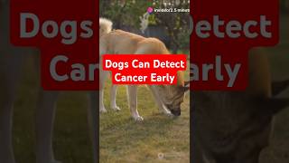 Dogs Can Sniff Out Cancer 🐶 dogs dogshorts cancer cancerawareness doglife animals doglife [upl. by Airdnal434]