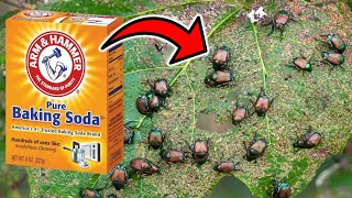 How To Make A Baking Soda Pesticide amp Fungicide Spray NATURAL amp EFFECTIVE [upl. by Ribaudo]