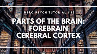 Parts of the Brain Forebrain Cerebral Cortex Intro Psych Tutorial 35 [upl. by Nilorac279]